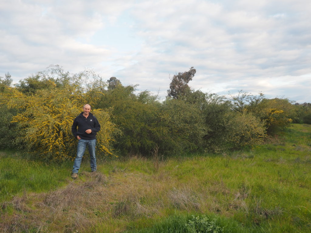 Joe Esler and native shrubs direct seeded in 2012 at Little Budginigi Hill, Tabletop NSW (Sept 2017)