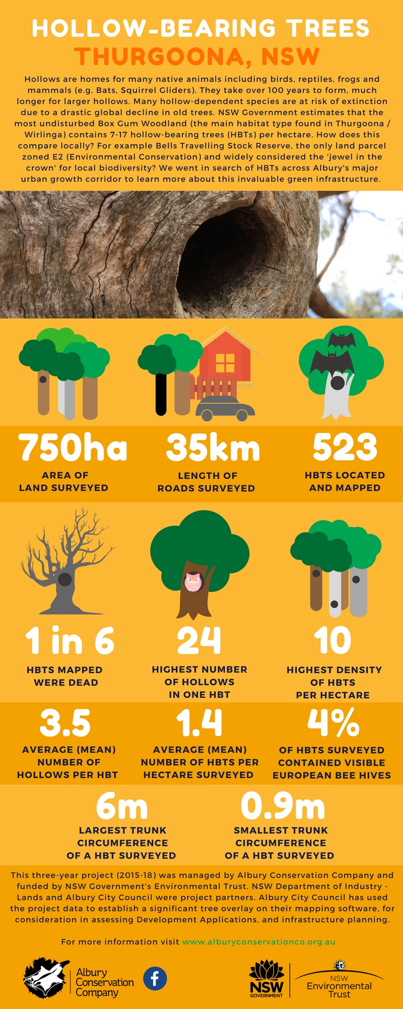 INFOGRAPHIC_Hollow bearing tree project_Thurgoon Wirlinga_31Jan2018