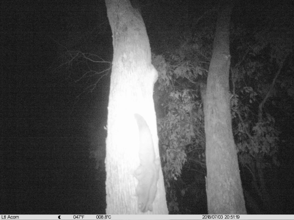 A Squirrel Glider caught on camera during round one of the Thurgoona-wide monitoring program targeting the species (July 2018)