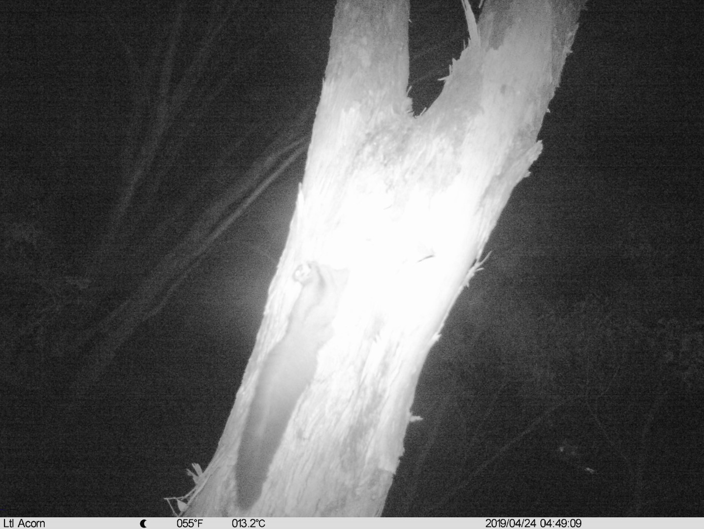 A Squirrel Glider detected during our autumn 2019 round of monitoring. 