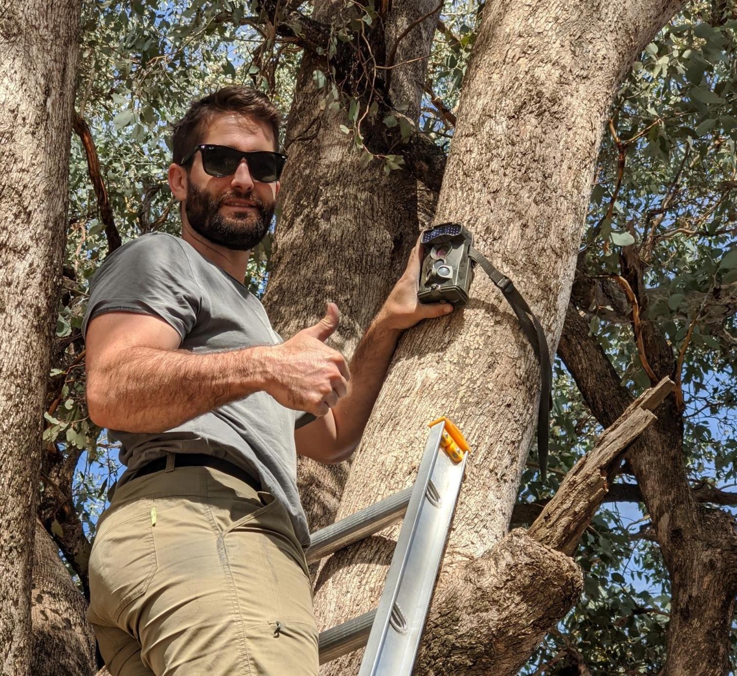 Albury Conservation Company's ecologist Dylan McWhinney installing a motion-sensing camera to monitor Squirrel Gliders in Thurgoona, NSW (2020)