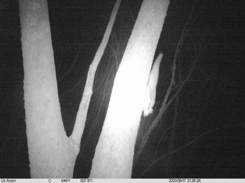 Squirrel Glider photographed in Wodonga with a motion-sensing camera during our monitoring program (August 2020). 