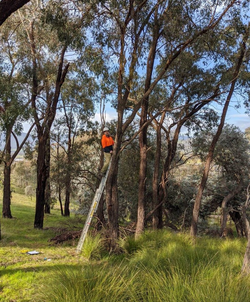 Dylan McWhinney installing a motion-sensing camera at one of Wodonga's monitoring sites.