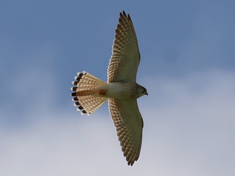 Nankeen Kestral, Kylie Waldon (uploaded to Albury Wodonga Nature Map by Kyliegw in Oct 2020)